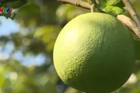 Agro-forestry-fishery exports poised for stronger growth