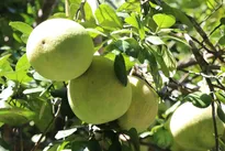 Vietnamese pomelos gain broader access to Australian market