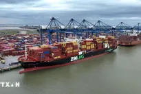 Nearly 500 containers of Vietnamese tea released from Pakistan's Karachi Port