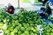 Hanoi’s agricultural exports surpass 2 billion USD in 2025