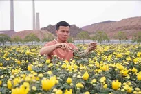 Flower villages enter final sprint for Tet season