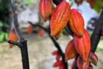 Vietnam looks to shape quality cocoa brand on global map