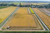 Mekong Delta farmers get high rice yields from rice – shrimp farms