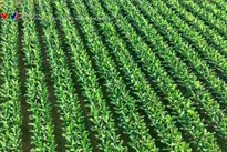 Climate-resilient agriculture advances