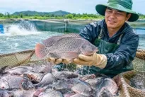 Tilapia export value to Brazil surge more than 222-fold in eight months