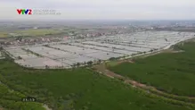 Giải mã cuộc sống: Độc đáo cây ngập mặn