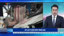 Áp lực phân bón tăng giá