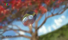 Bản tin thời tiết 19h45 - 20/5/2025