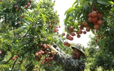 Giá vải thiều tăng gấp ba ngay đầu vụ