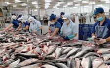 Cao điểm gỡ thẻ vàng thủy sản