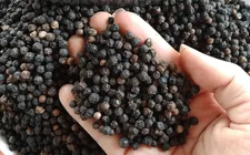 Hồ tiêu Việt Nam củng cố vị thế dẫn đầu thế giới