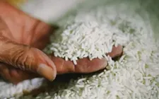 Giá gạo Thái Lan chạm mức cao nhất 3 tuần