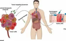 Đột phá trong điều trị ung thư: Vi khuẩn biến đổi gen mở ra hy vọng mới