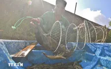 Ngành tôm Việt Nam đạt được nhiều bước tiến trong hành trình xanh hóa