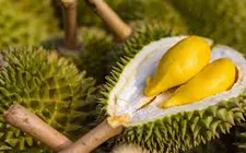 Campuchia gia nhập đường đua xuất khẩu sầu riêng sang Trung Quốc