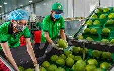 Xuất khẩu rau quả giảm lần đầu sau hai năm