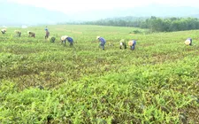 Mất mùa, mất giá ở thủ phủ trồng dưa hấu tại Quảng Bình