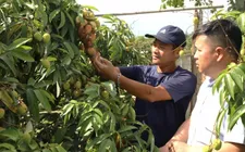 Giá bán buôn vải đầu mùa ở Đắk Lắk là 60.000đ/kg