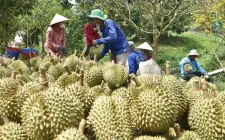 Xây dựng chuỗi liên kết tại vựa trái cây miền Tây