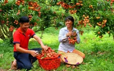 Vải vào vụ sớm, đơn hàng xuất khẩu tăng vọt