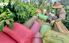 Đắk Lắk nắm bắt cơ hội phục hồi và phát triển ca cao