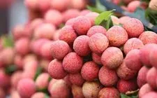 Được mùa vải, 700 tấn đã có đơn hàng xuất khẩu