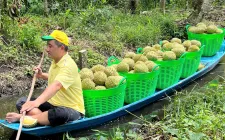 Giá sầu riêng tại Hậu Giang giảm mạnh so với đầu vụ