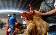 Nhiều nước dừng nhập khẩu gia cầm Brazil do bùng phát dịch cúm