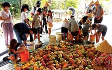Giá ca cao tiến sát 10.900 đô la Mỹ/tấn