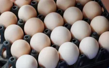 Người chăn nuôi lỗ nặng vì "tin đồn" trứng giả