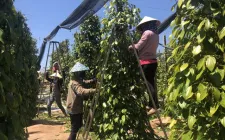 Việt Nam là nhà cung cấp hồ tiêu hàng đầu cho Hoa Kỳ