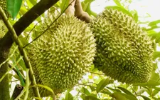 Thêm cơ hội cho sầu riêng Việt tại Trung Quốc