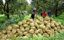 Xử lý từ gốc tồn dư thuốc bảo vệ thực vật trên nông sản