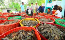 Đa dạng hóa thị trường để xuất khẩu tôm “lách qua khe cửa hẹp”
