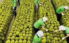 Xuất khẩu nông sản không còn là "cuộc chơi" giá rẻ