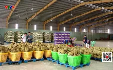 Sầu riêng đông lạnh - chìa khóa mở rộng thị trường xuất khẩu