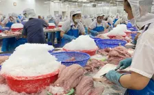 Xuất khẩu cá tra sang thị trường EU duy trì đà tăng trưởng