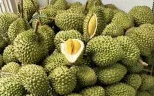 Ưu tiên thông quan nông lâm thủy sản và sầu riêng