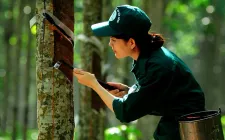 Nắm bắt thời cơ, đẩy mạnh xuất khẩu cao-su
