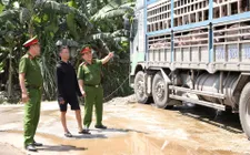 Kịp thời ngăn chặn 18 tấn lợn nhiễm dịch tả châu Phi đi tiêu thụ