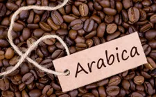Sự trỗi dậy của cà phê Arabica Việt