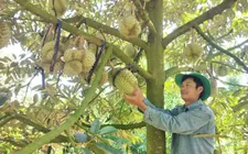Giám sát chuỗi sầu riêng - “Chìa khóa” cho xuất khẩu bền vững