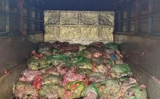 Nghệ An: chặn đứng 1,3 tấn nội tạng bốc mùi suýt lên bàn ăn