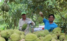 Nông sản ASEAN “đắt hàng” tại Trung Quốc