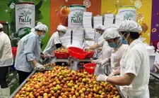 Vải thiều được mùa, nâng tầm xuất khẩu