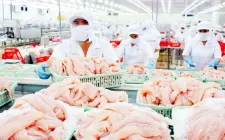 7 doanh nghiệp cá tra Việt được miễn thuế chống bán phá giá tại Mỹ