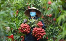 Giá vải thiều có nơi chỉ còn 3.000 đồng/kg