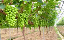 Du lịch xanh kết hợp nông nghiệp bền vững lên ngôi