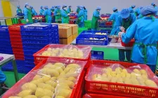 Xuất khẩu hơn 14.000 tấn sầu riêng đông lạnh