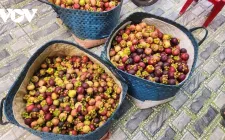 Măng cụt mất mùa, giá cao nhưng nông dân vẫn "thiệt kép"
